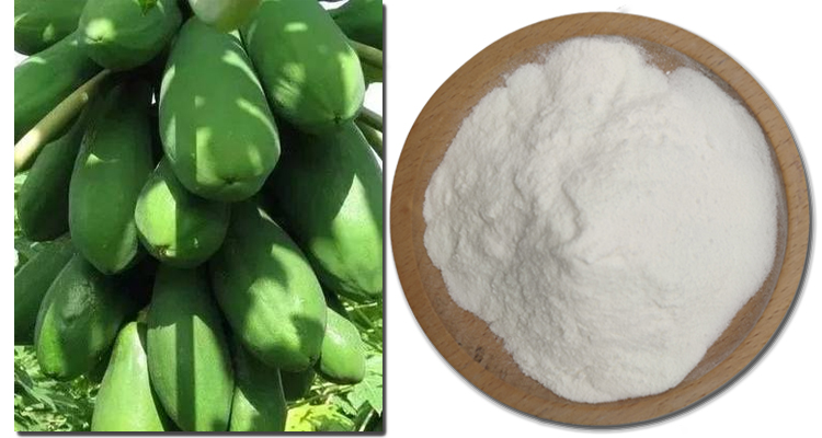 Papain Enzyme Description