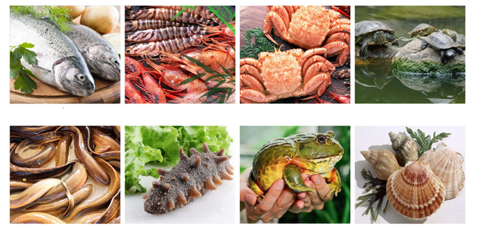 Fish and Shrimp Compound Enzyme Powder Feed Grade with 10-200 Billion Active Ingredients Per Gram 24 Months Shelf Life