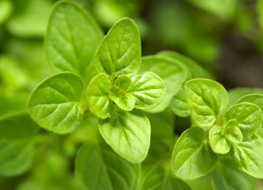 Factory Direct Food Ingredients Feed Additives Nature Pure Plant Herbs Extracts Oregano Powder