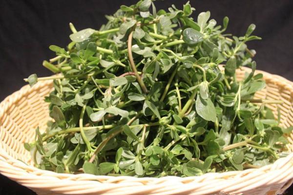 Herbal Material Specimen