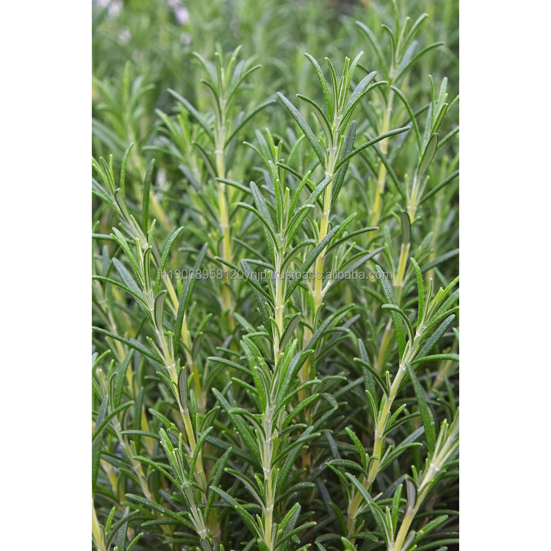 Handpicked Dried Rosemary Beauty Botanical Grade Leaves Multi-Purpose Household Chemicals for Hair Oil Infusion and DIY Masks
