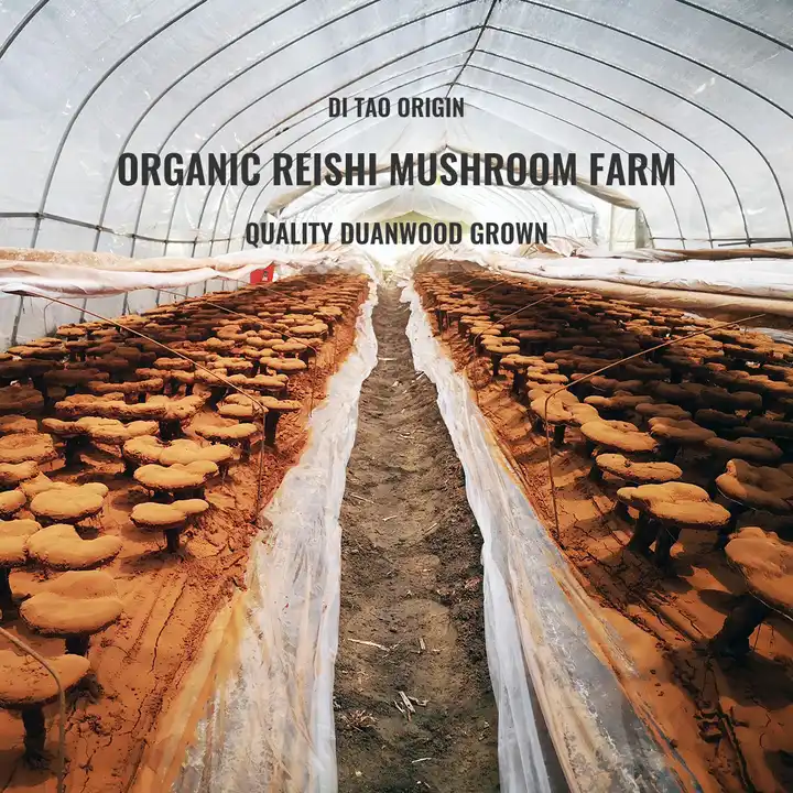 GMP Certified Reishi Mushroom Extract Ganoderma Lucidum 30% Polysaccharides COA Available OEM ODM Custom Supplement Formula