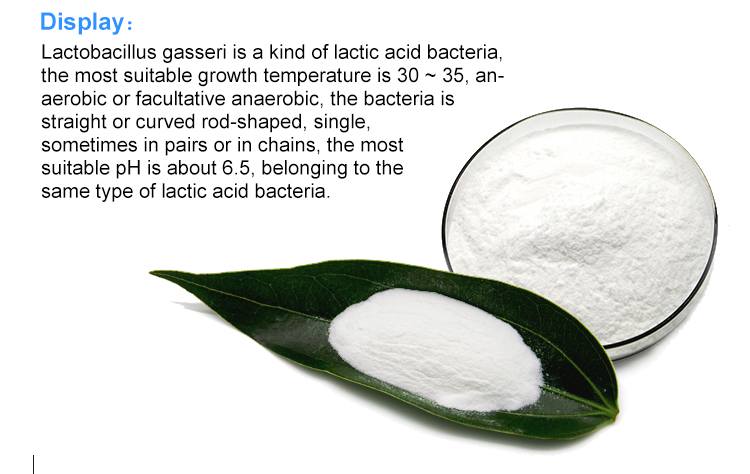 Probiotics Lactobacillus Gasseri Freeze-dried Probiotics Powder Processing
