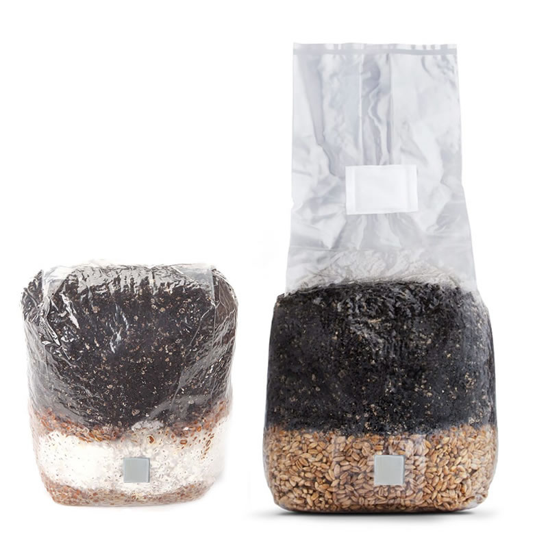 Mushroom Grow Bag Usage