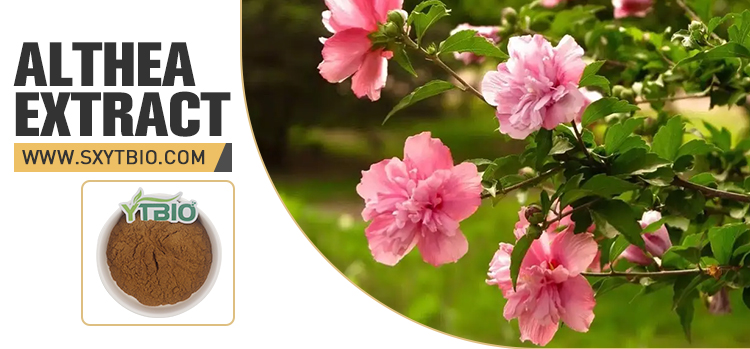 Althea Extract Banner 1