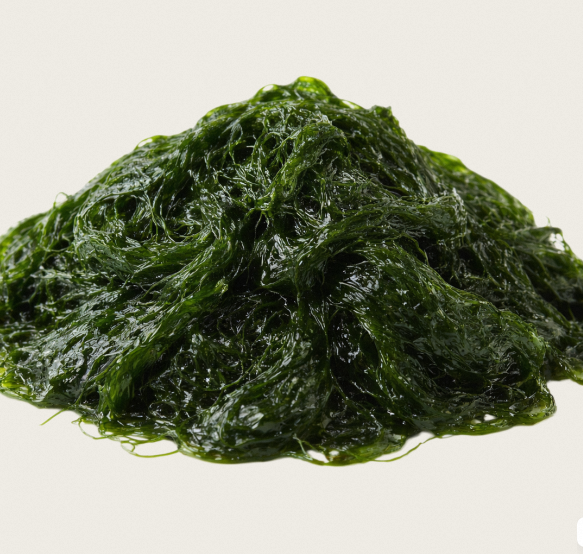High Potency TW Maesaengi PDRN 100ppm Liquid Plant Extract Cosmetic Raw Material Marine Algae Derived Polynucleotide