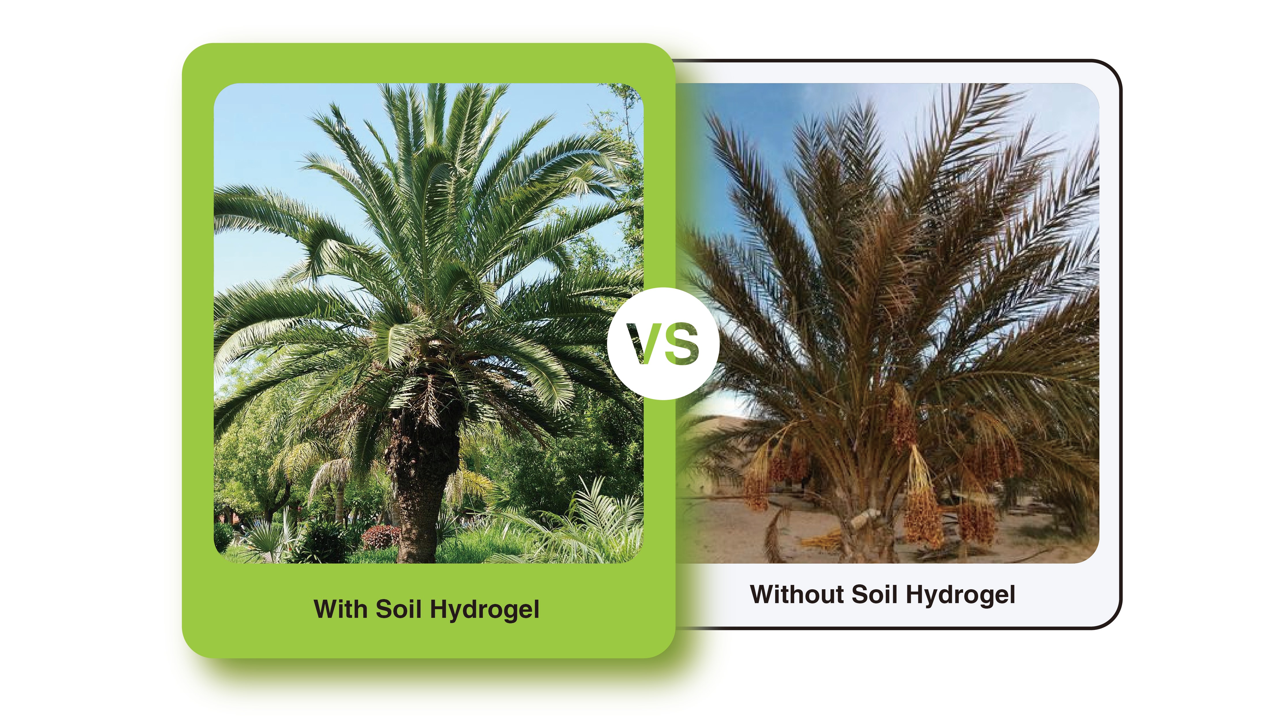 Date Palm Tree Experiment