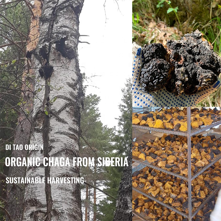 Private Label Herbal Supplement Chaga Extract Powder Capsules 1500 mg Organic Chaga Mushroom Capsules