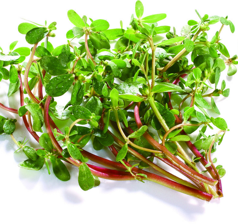 Portulaca Oleracea L. Extract Benefits