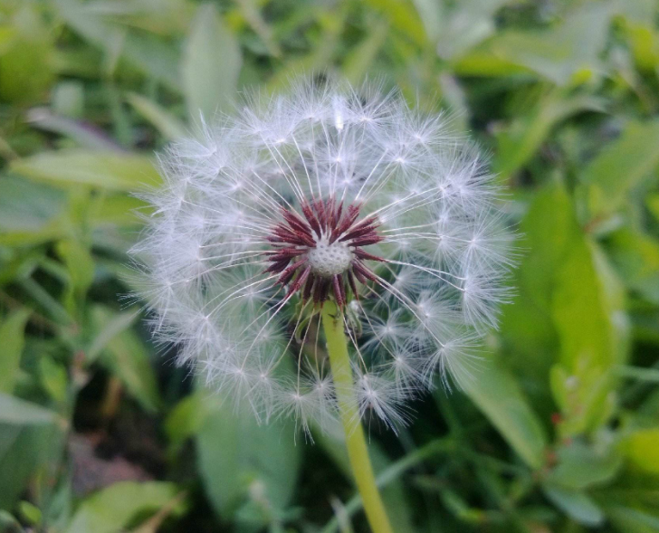 Dandelion Extract Package Detail