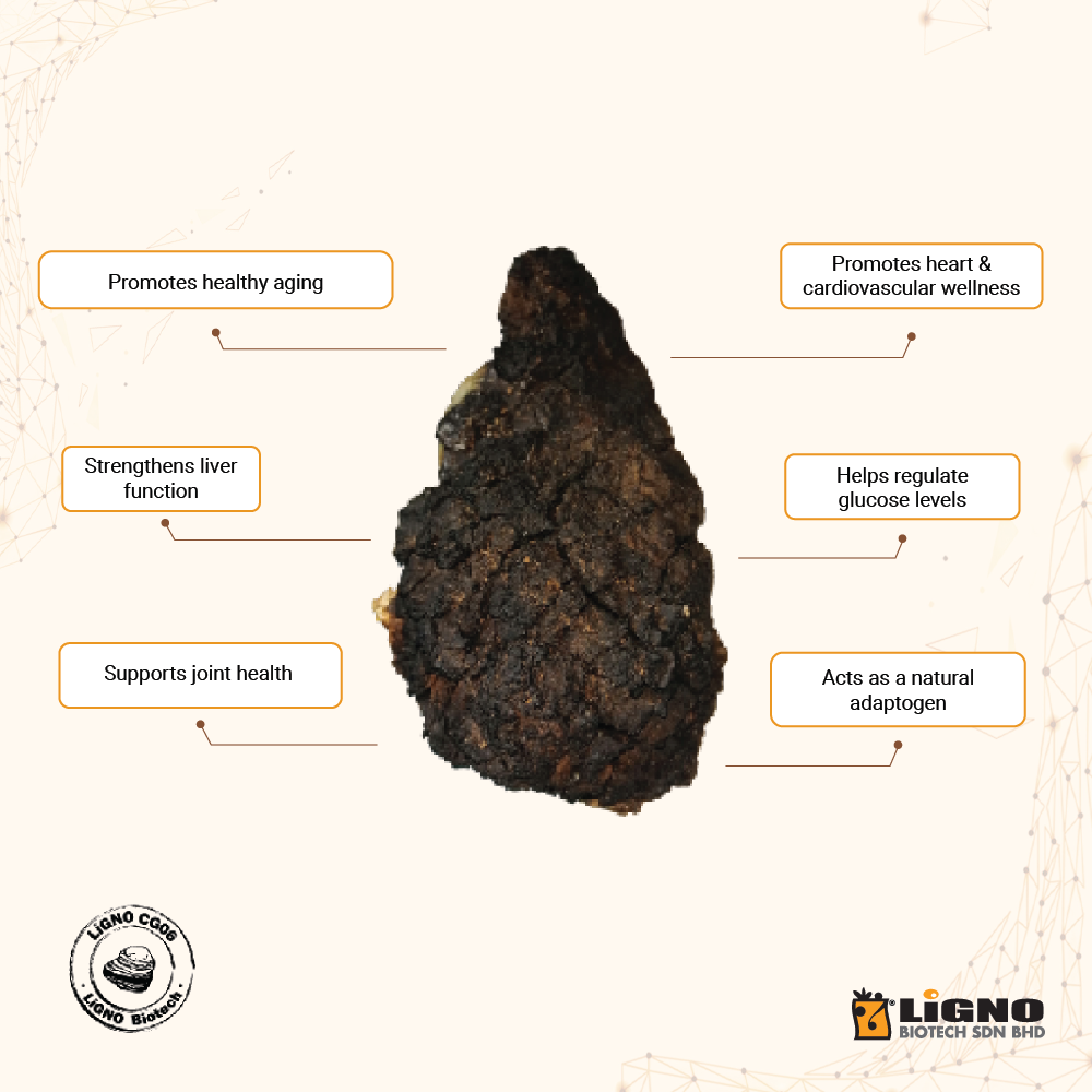 LiGNO CG06 Chaga Mushroom Powder Cold Dried Wellness Beverage Ingredient OEM ODM Friendly Natural Functional Ingredient Halal