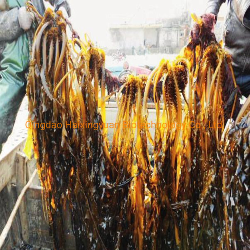 Natural Seaweed Powder Feed Grade Kelp Meal Feed Fodder Ingredient