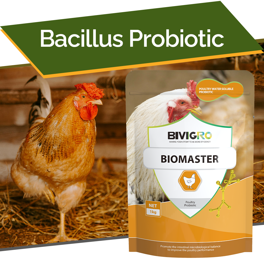 Water Soluble Powder Bacillus Probiotic For Poultry Gut Health Flora Regulation