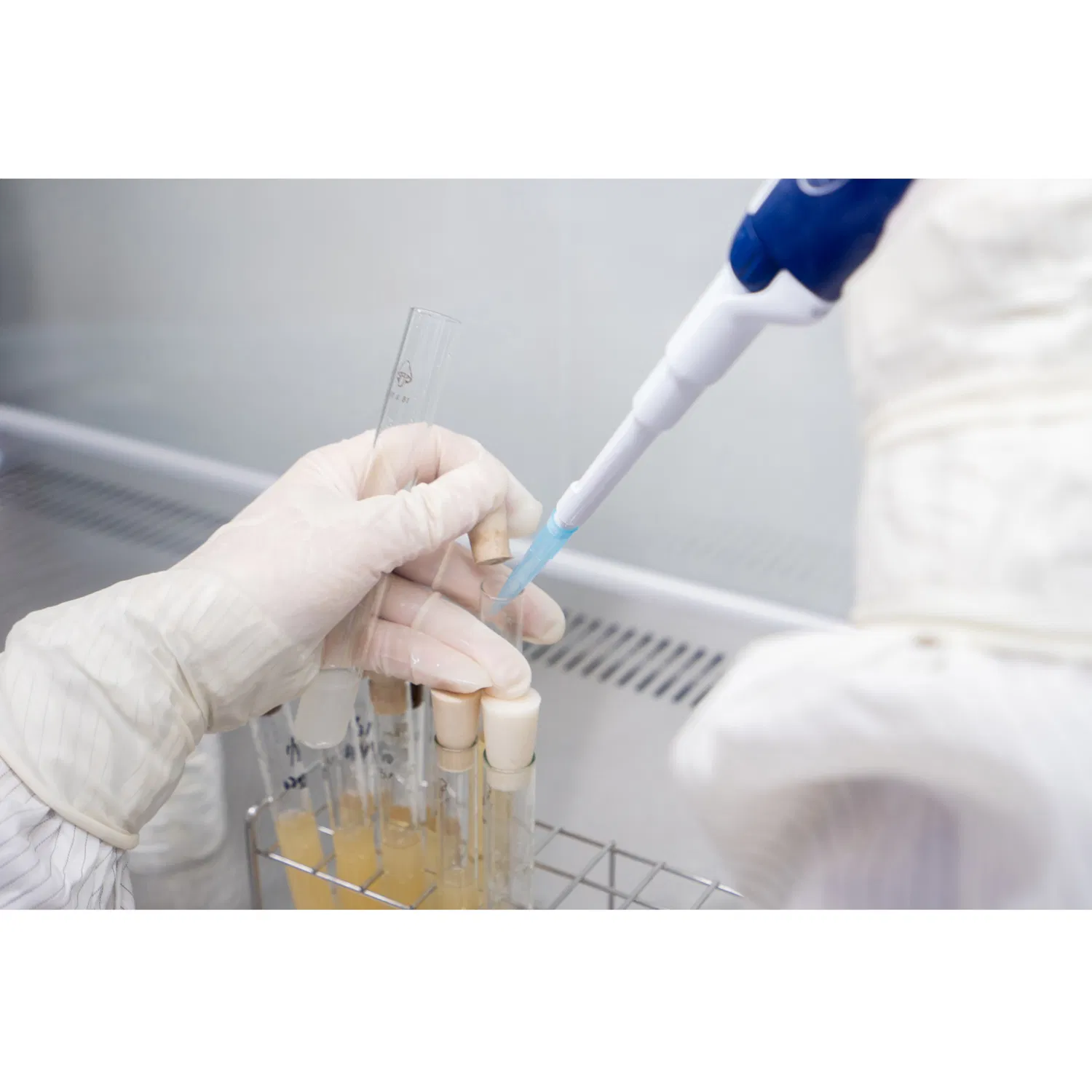 Probiotic Nutraceutical Ingredient Bacillus Coagulans for Candy Gummy Supplement Healthcare
