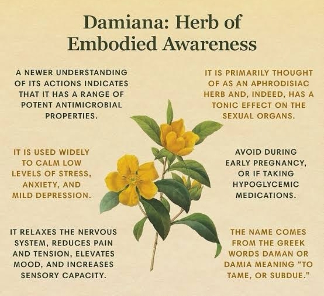 Private Factory Custom Labeled Herbal Extract Powder Wild Damina/Turnera Leaves Natural Plant Ingredients for Libido Enhancement