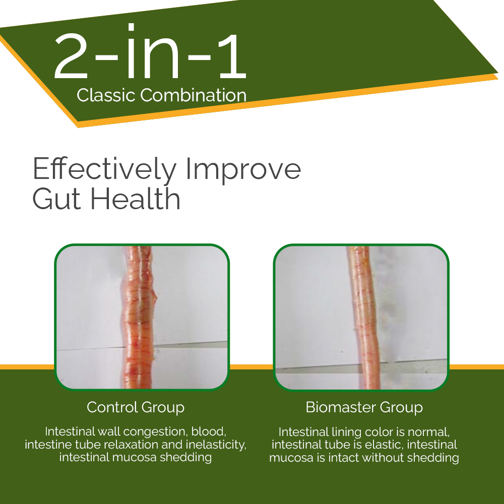Water Soluble Powder Bacillus Probiotic For Poultry Gut Health Flora Regulation