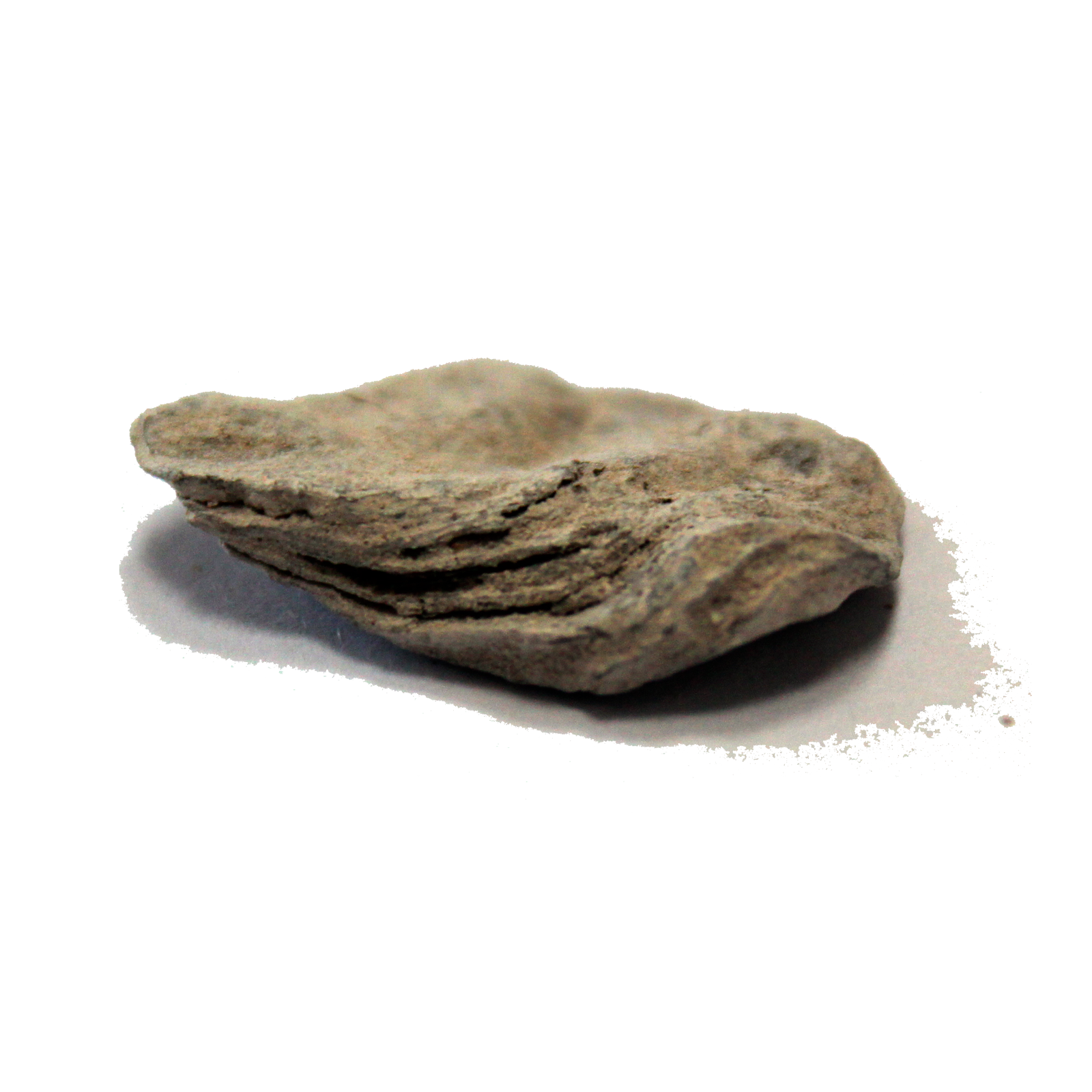 Premium Calcined Oyster Shell Natural Marine Ingredient for Soup and Stew