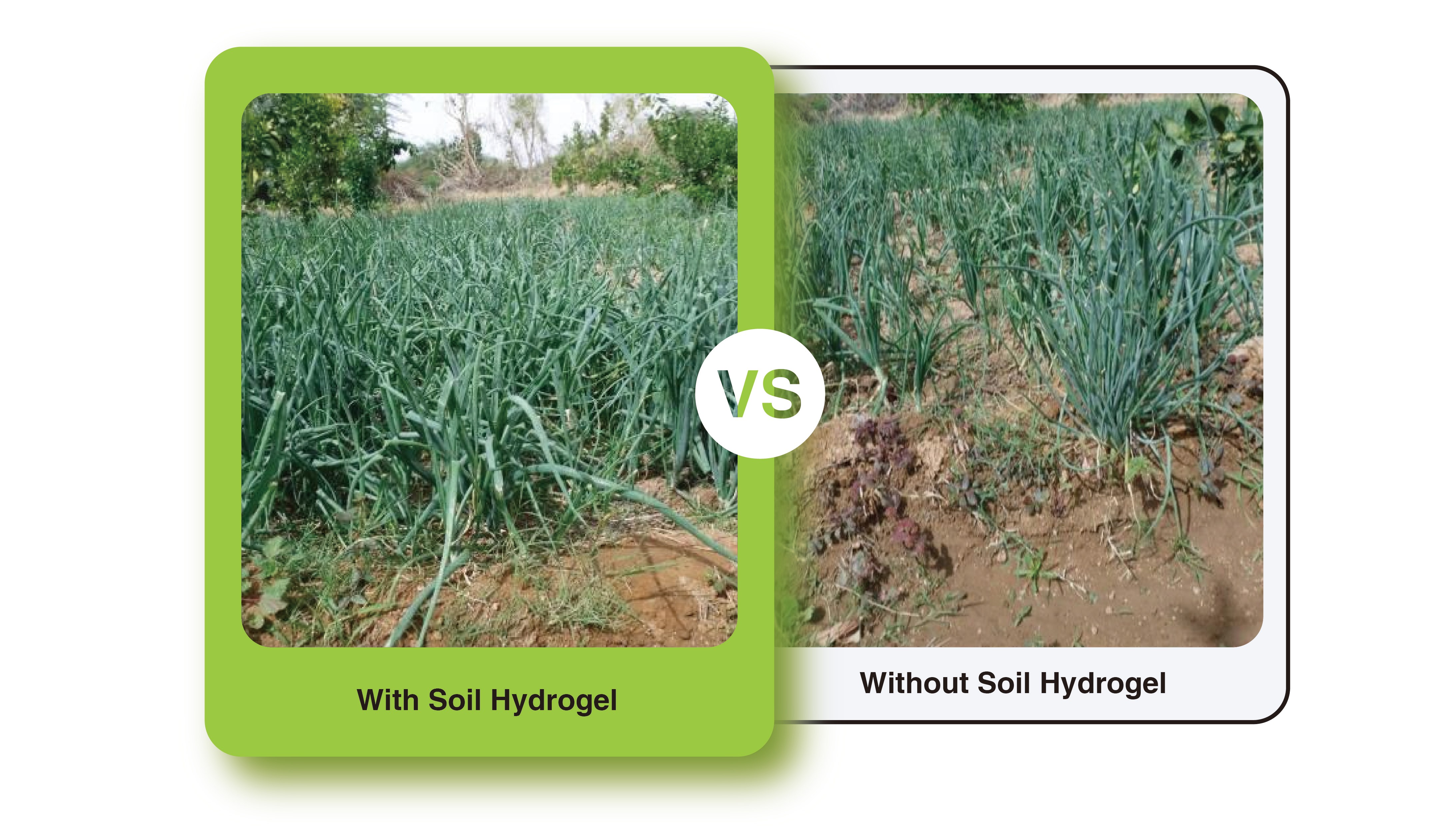 Onion Cultivation Experiment