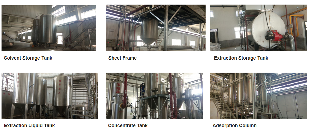 Lactobacillus Paracasei for Food Ingredients From China Factory Freeze-dried Probiotics Powder Original Manufacturer