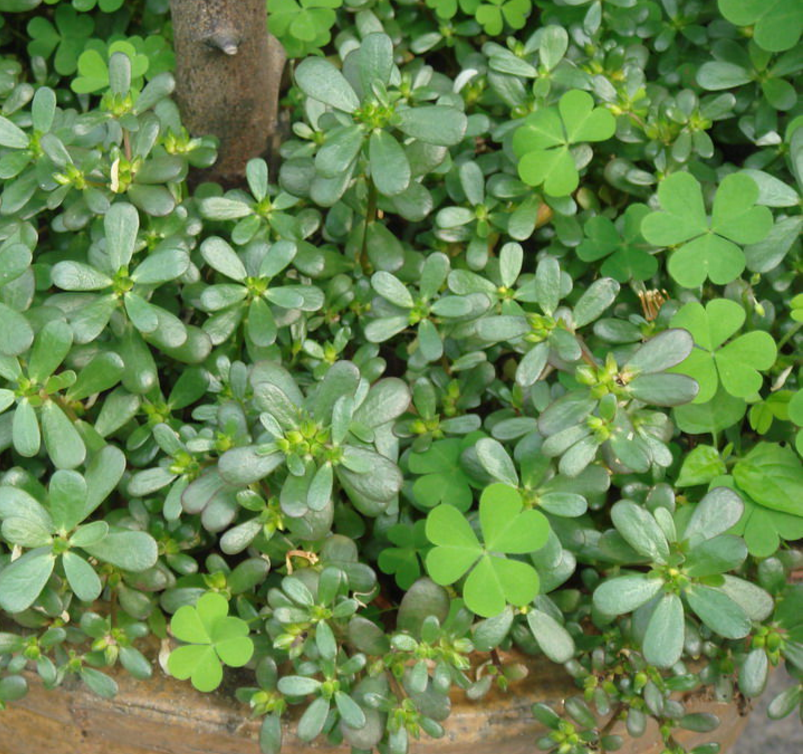 Portulaca Oleracea L. Extract Powder Details
