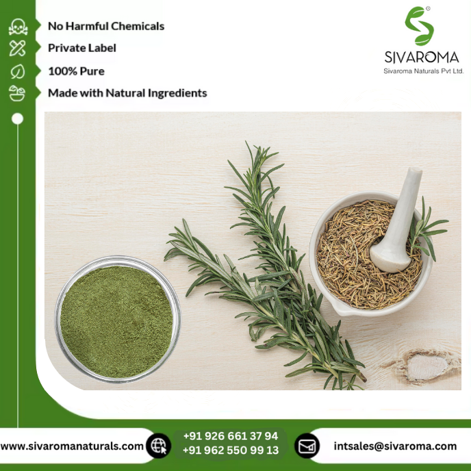 Natural Wild Rosemary Herbal Dry Extract Powder (100% Pure) Solvent Extracted Grade a for Flavoring Seasoning Culinary Cosmetic