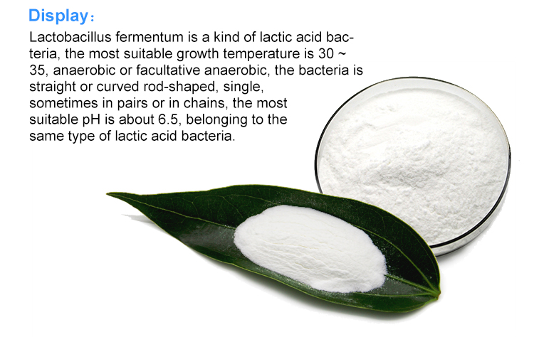 Lactobacillus Fermentum Food Ingredients From China Freeze-dried Probiotics Powder Original Manufacturer