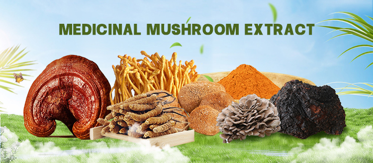 Wild Chaga Mushroom Extract Powder