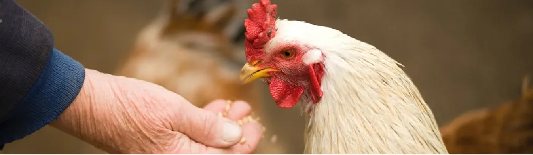 Corn Gluten Meal 60% Protein: High - Energy Feed Ingredient
