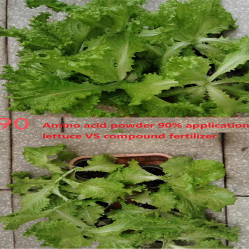 Water Soluble Plant-Based Amino Acid Powder 90 for Organic Farming Input