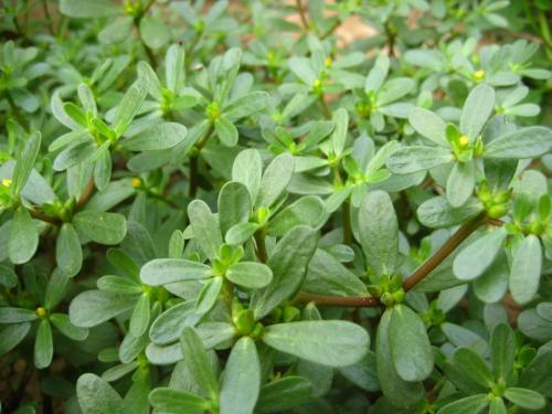Cosmetic Ingredients Herba Portulacae Extract/Portulaca Oleracea L. Extract Powder