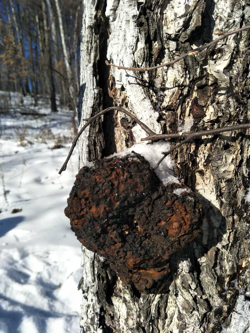 Organic Chaga Harvesting and Extract