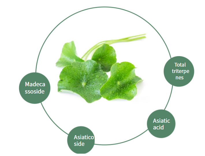 Active Ingredients Info