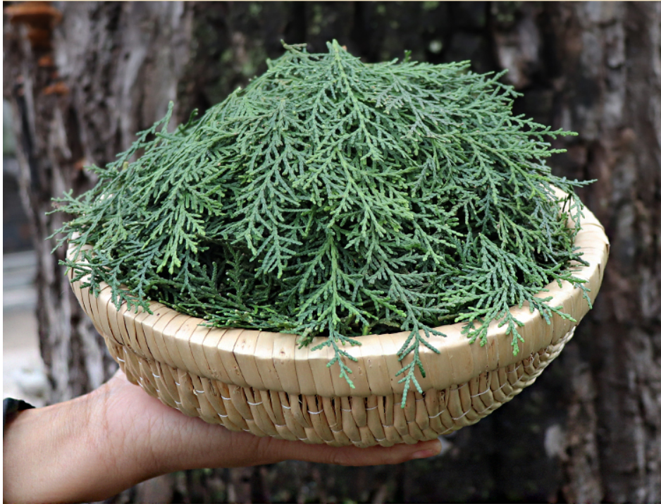 For Hair Growth Ingredients Pure Platycladus Orientalis Leaf Powder
