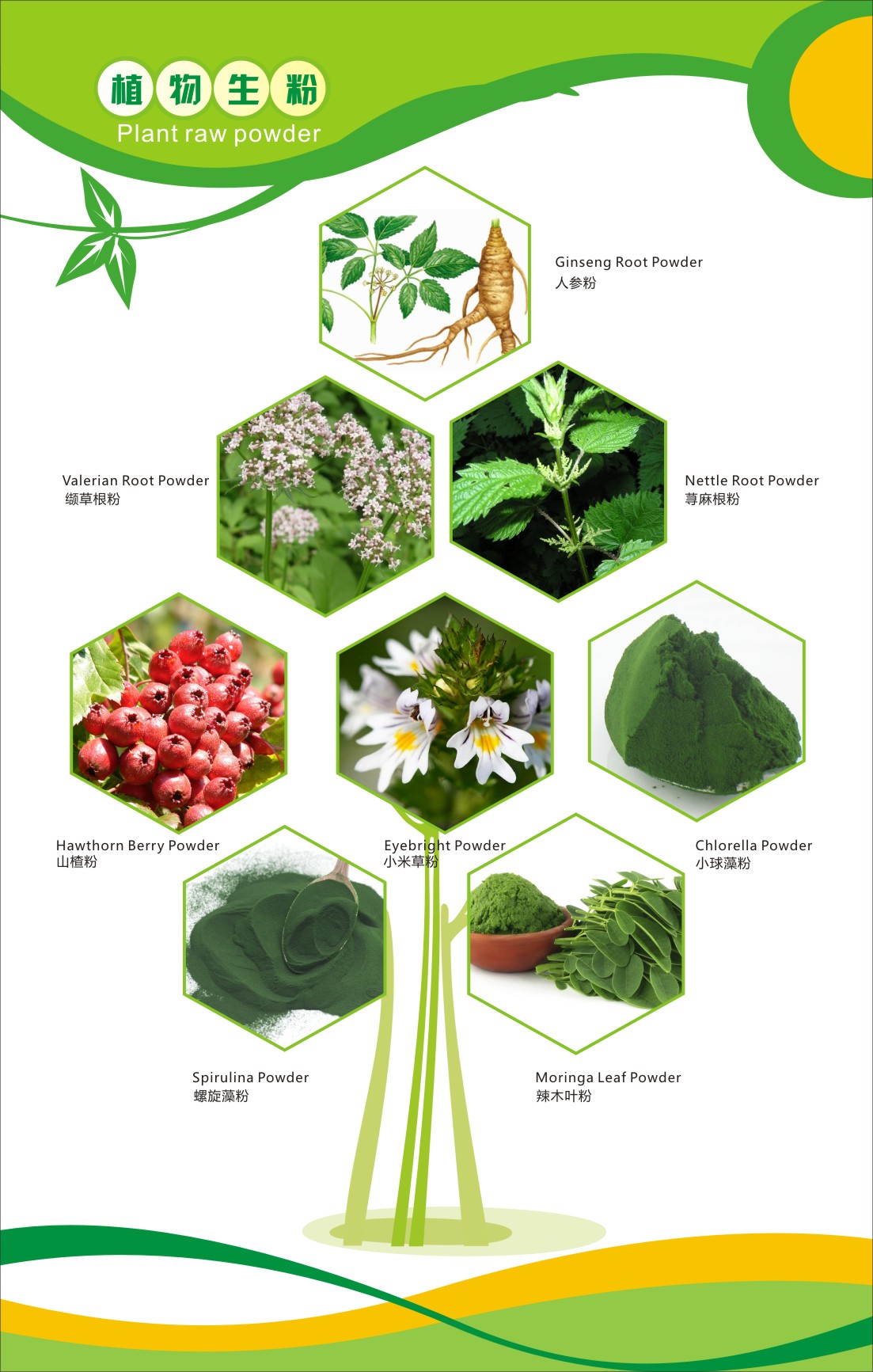 For Hair Growth Ingredients Pure Platycladus Orientalis Leaf Powder
