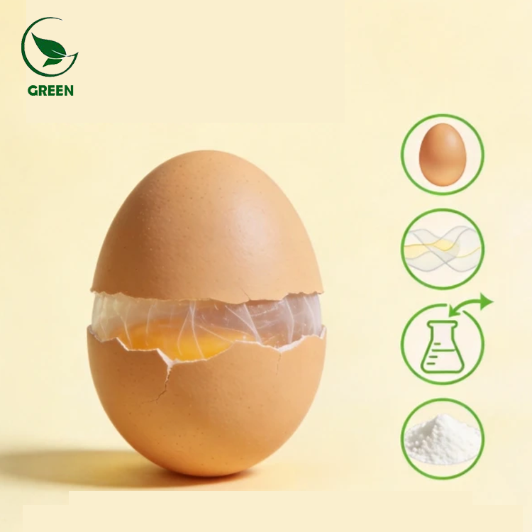 High Activity Food Grade Eggshell Membrane Peptide Powder 90% Health Food Raw Material From GREEN 24 Months Shelf Life OEM