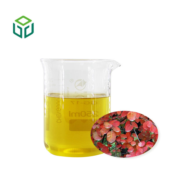 Premium Fisetin Extract CAS 528-48-3 Botanical Antioxidant for Supplements &amp; Cosmetics Supply Private Label