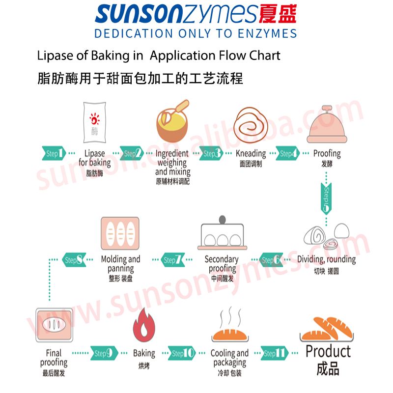 Food Lipase For Bakery To Improve The Stability Of The Dough, Whiteness, Emulsification