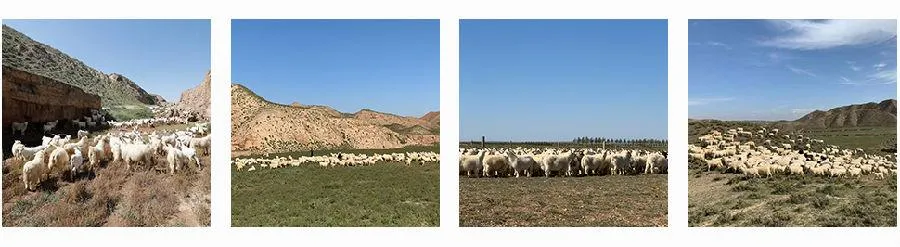 جودة خامات الكشمير
