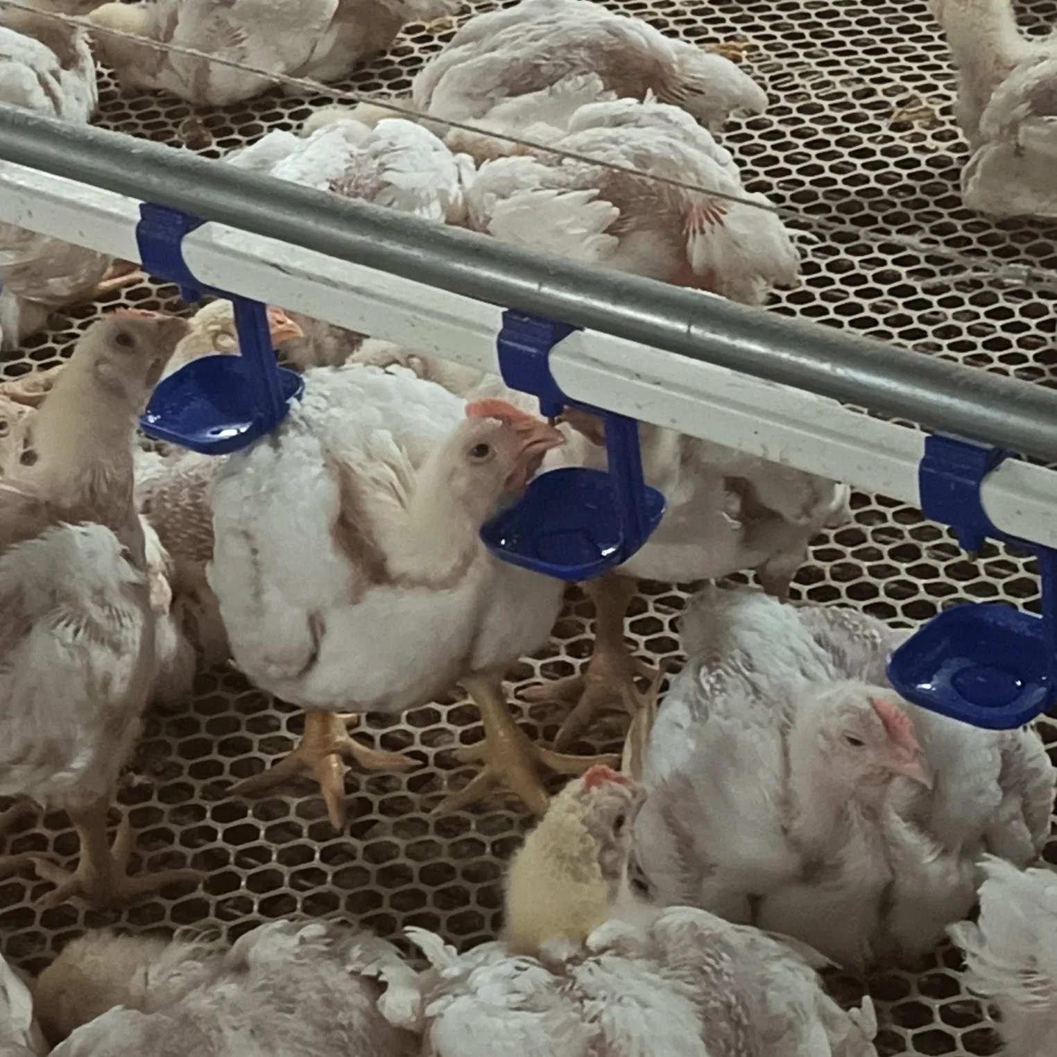 Prédio de Criação de Frangos com Pacote Completo de Controle Ambiental Incluindo Nebulização, Painéis de Resfriamento e Ventiladores de Ventilação