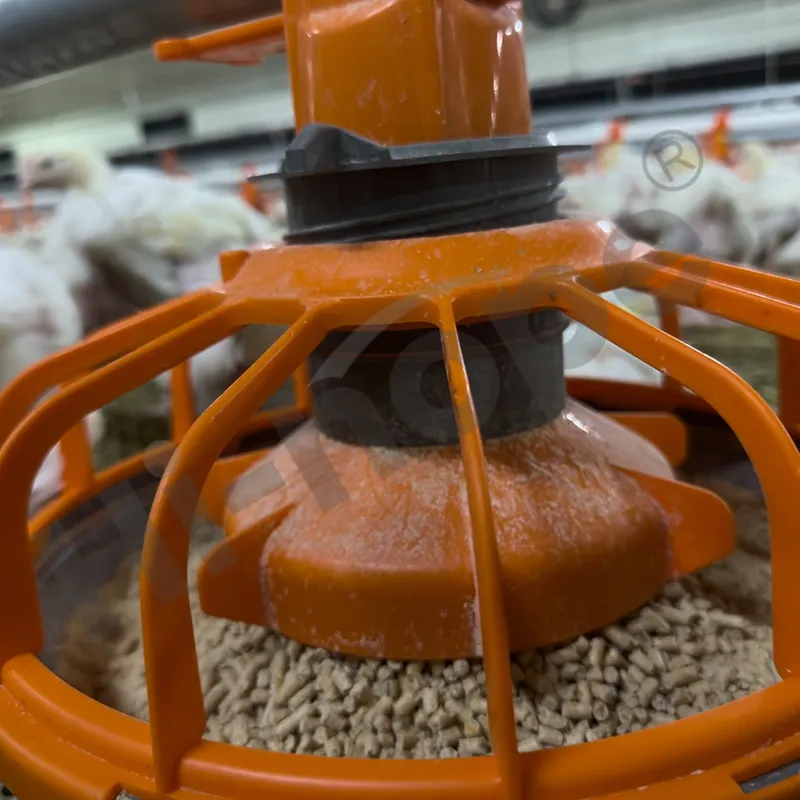 Alimentação 1