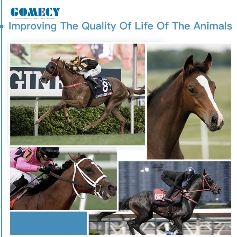 Physiotherapy Device for Horses - Portable Advanced Sports Injury Recovery