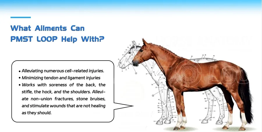 Magnetic Field Effect