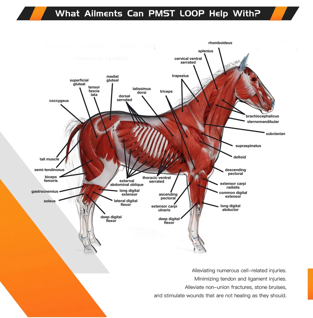 Equine Loop Benefits