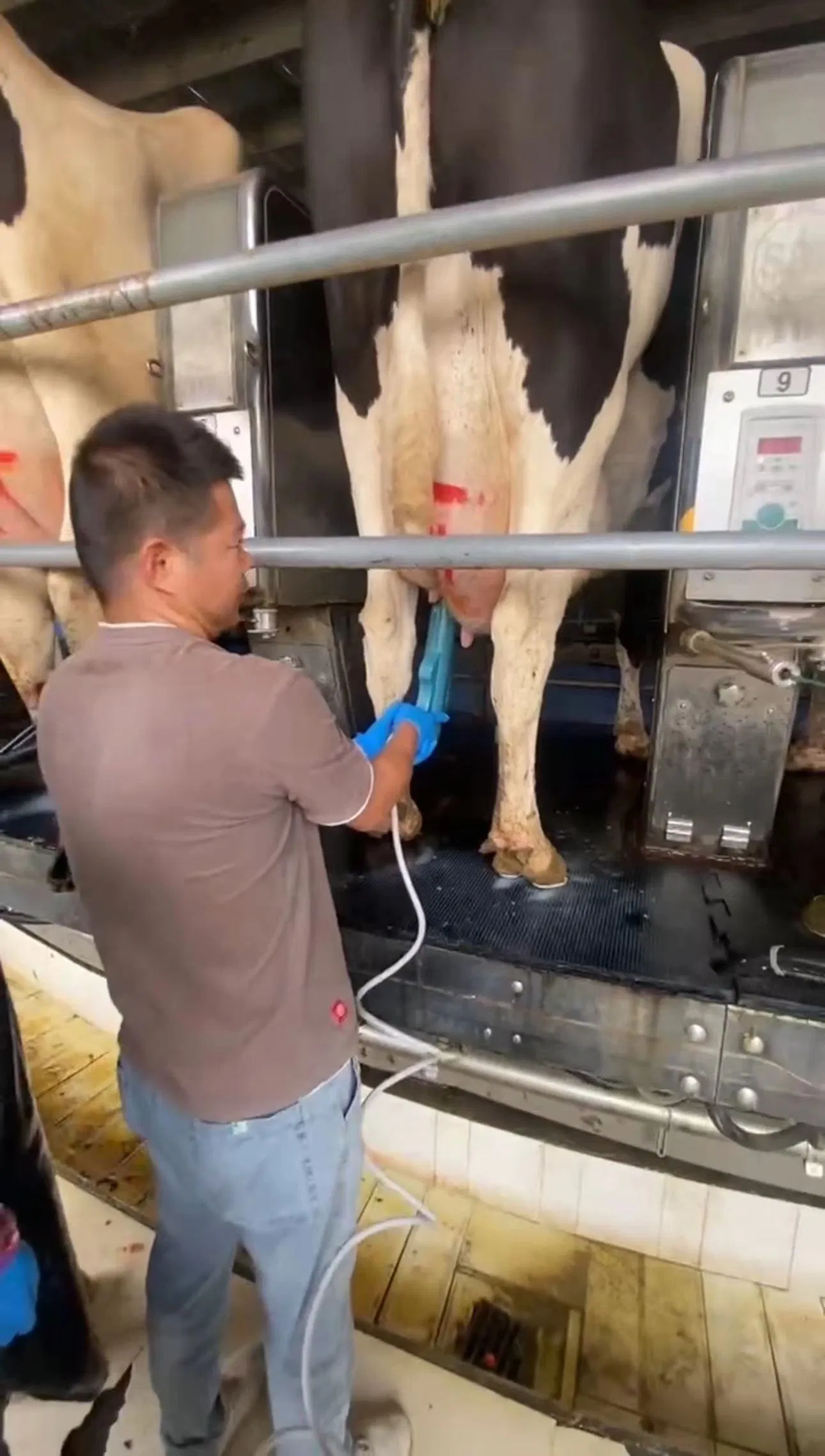 Cow Nipple Disease Mastitis Treatment Device S Onic Pulse Therapy (APT)