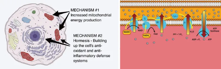 Cellular Penetration Detail