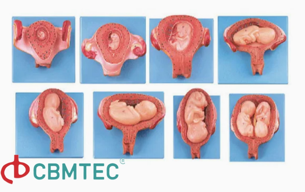 Mct-Kc--358 Obstetrics Skills Training System