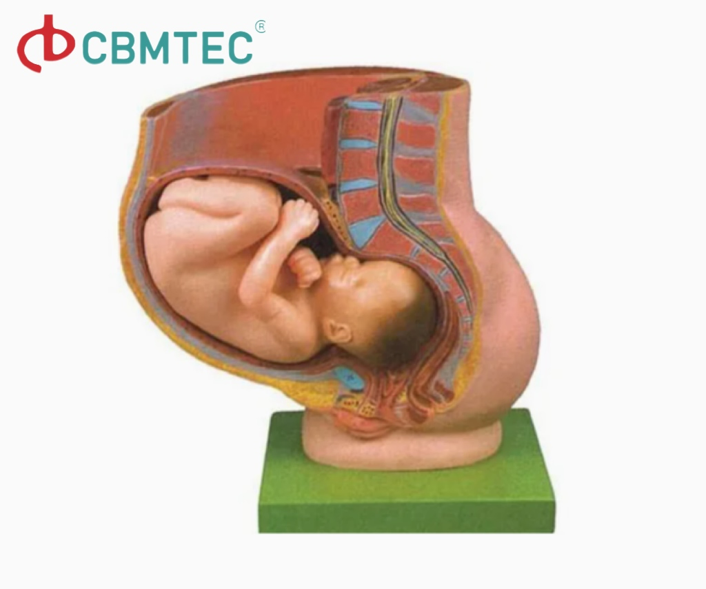 Mct-Kc--358 Obstetrics Skills Training System