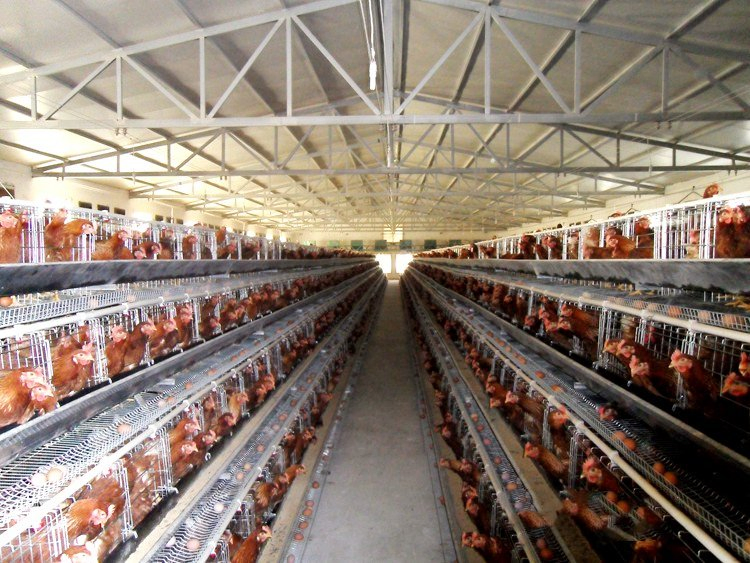 Prefabricated Construction Galvanized Steel Structure Poultry Farm Plan Fish Farm