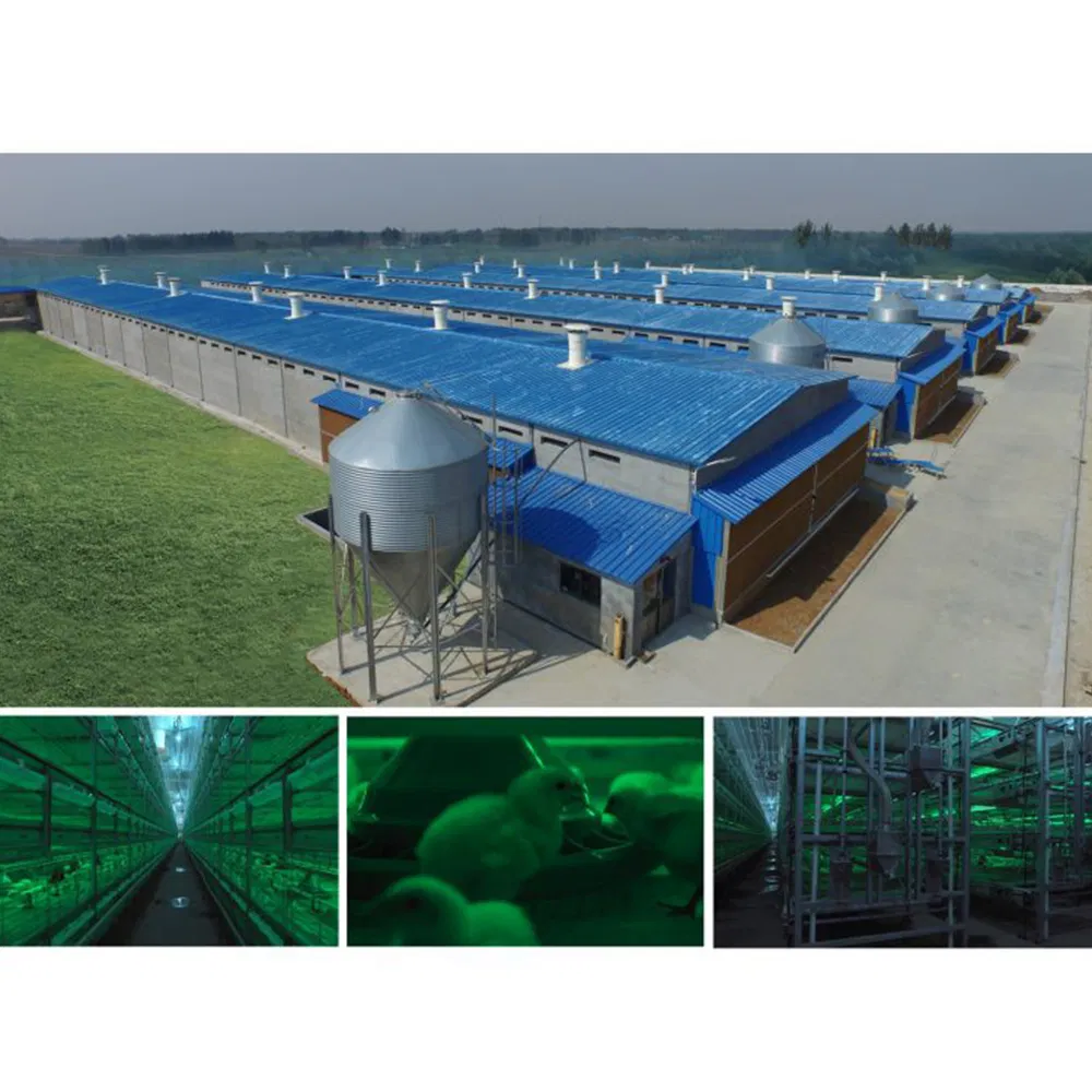 Prefabricated Construction Galvanized Steel Structure Poultry Farm Plan Fish Farm