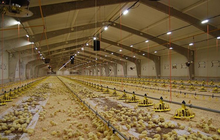 Prefabricated Construction Galvanized Steel Structure Poultry Farm Plan Fish Farm